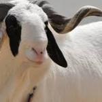 Côte d'Ivoire / Tabaski 2025 : sept sites dédiés à Abidjan pour un accès facilité au mouton
